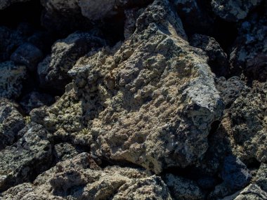 Dokulu, koyu volkanik bazalt kayalarda yetişen yeşil bir liken hakkında detaylar.