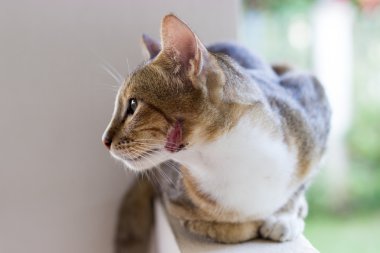 yaralı kedi ve taze yüz lezyon