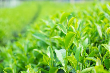 Çay yaprakları bir çiftlikte