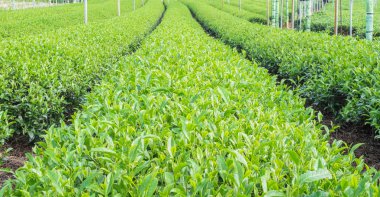 yeşil çay saç ekimi