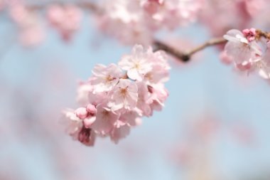 Pembe kiraz çiçeği.