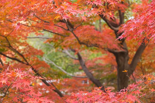 Rode bladeren in de herfst, rode esdoorn bladeren — Stockfoto