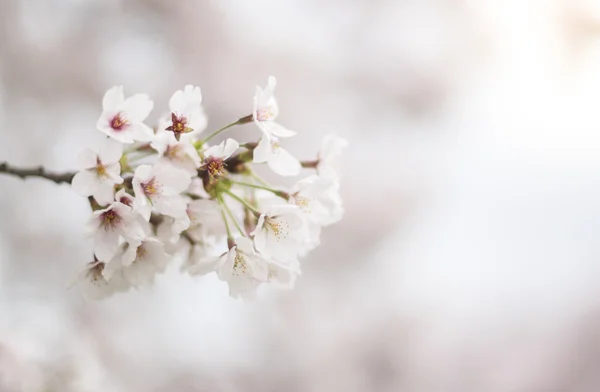 ピンクの桜 ロイヤリティフリーのストック写真