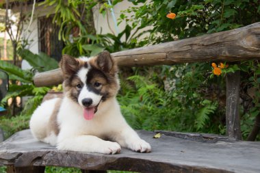 sevimli Tayland Bangkaew köpek yavru