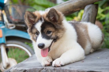 sevimli Tayland Bangkaew köpek yavru