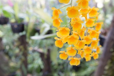 Güzel yabani çiçek orkidesi, Dendrobium lindleyi Steud, nadir bulunan vahşi orkide türleri.