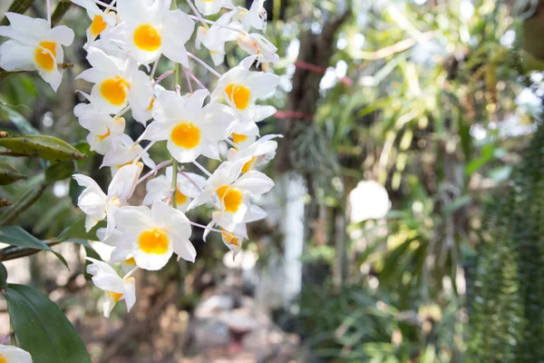 Orquídea Flores Silvestres Bonita Dendrobium Pulchellum Espécies Raras Orquídeas Selvagens — Fotografia de Stock