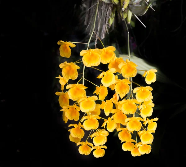 Krásná Divoká Květinová Orchidej Dendrobium Lindleyi Steud Vzácné Druhy Volně — Stock fotografie