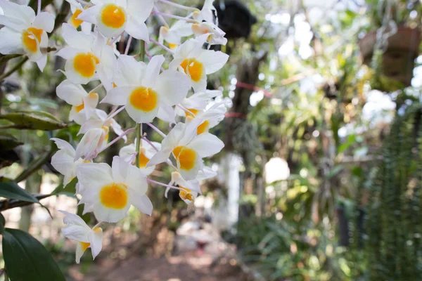 Piękna Dzika Orchidea Kwiatowa Dendrobium Pulchellum Rzadkie Gatunki Dzikich Storczyków — Zdjęcie stockowe