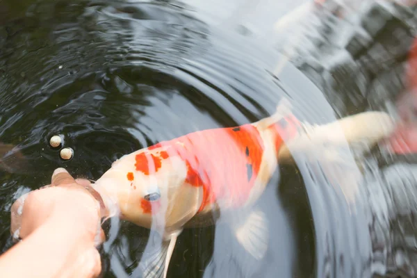 Alimentation Manuelle Carpes Koï Cyprinus Rubrofuscus — Photo