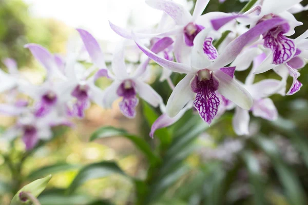 Beautiful wild flower orchid,Dendrobium pulchellum ,Rare species of wild orchids