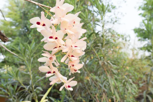 Belle Orchidée Fleurs Sauvages Dendrobium Pulchellum — Photo