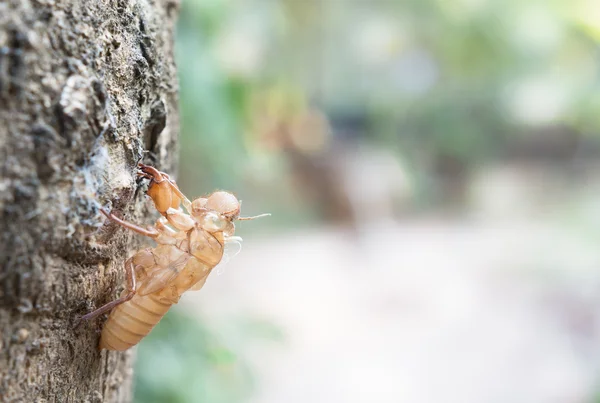 Ağustosböceği kabuk ağaçta kuru liken üzerinde