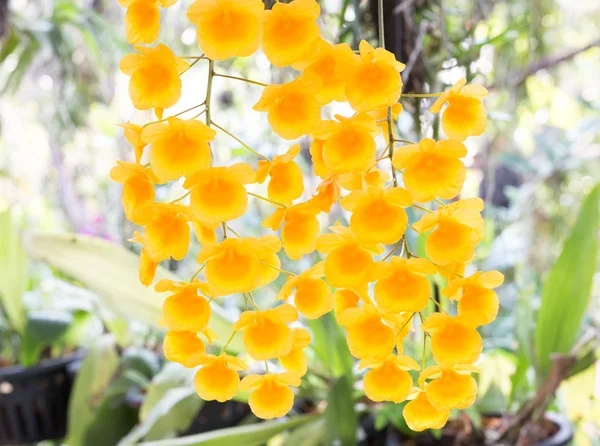 Όμορφη Ορχιδέα Άγριων Λουλουδιών Dendrobium Lindleyi Steud Σπάνιες Ορχιδέες — Φωτογραφία Αρχείου