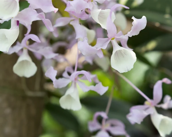 Belle Orchidée Fleurs Sauvages Dendrobium Pulchellum Espèces Rares Orchidées Sauvages — Photo