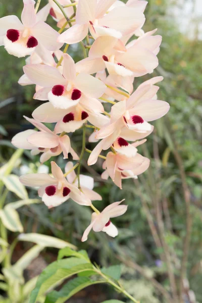 Krásná Volně Rostoucí Orchidej Dendrobium Pulchellum — Stock fotografie