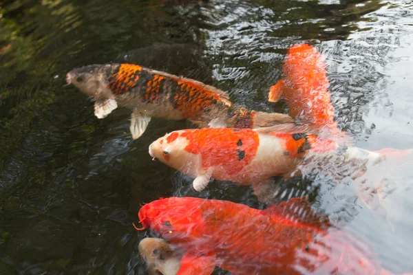 Ikan Koi Menunggu Untuk Diberi Makan — Stok Foto
