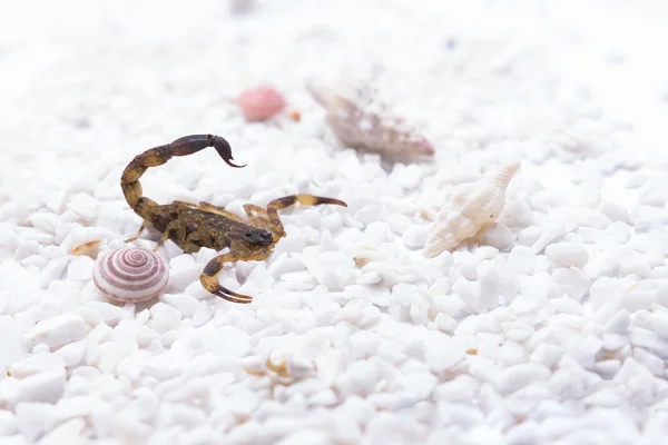 Brown Scorpion White Stone Shell Snail — Stock Photo, Image