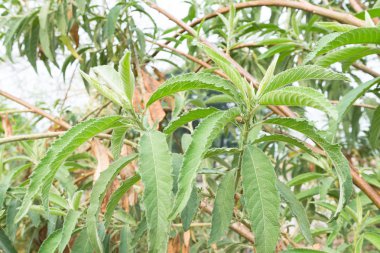 Thai Herb, Blumea balsamifera