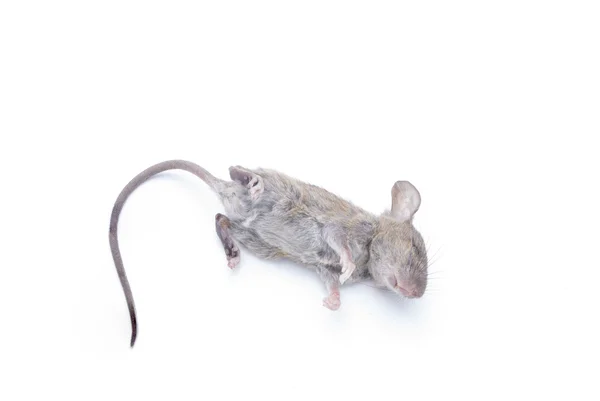 Rat Mort Isolé Sur Fond Blanc — Photo