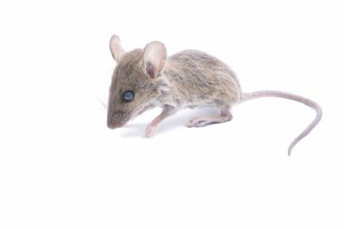 Beyaz bir arka plan üzerinde izole sıçan.