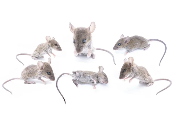 Grey Rat Collection Isolated White Background — ストック写真