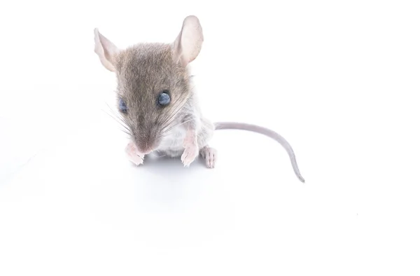 孤立在白色背景上的老鼠 — 图库照片