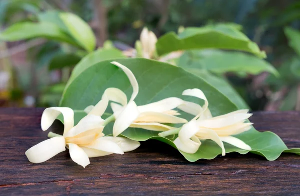 Beyaz Champaka 'yı ahşap arka planda kapat, Tayland kökenli