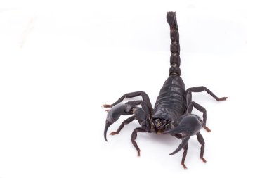 Heterometrus longimanus akrep geri. İmparator akrep, Pandinus imperator.scorpion izole beyaz arka plan üzerinde