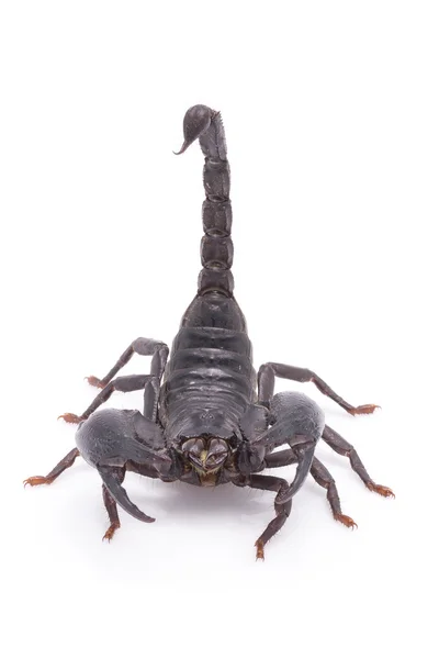 Heterometrus Longimanus Назад Скорпіона Імператор Скорпіона Pandinus Imperator Scorpion Ізолювати — стокове фото