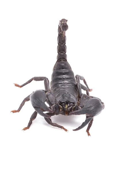 Heterometrus Longimanus Back Scorpion Emperor Scorpion Pandinus Imperator Scorpion Изолировать — стоковое фото