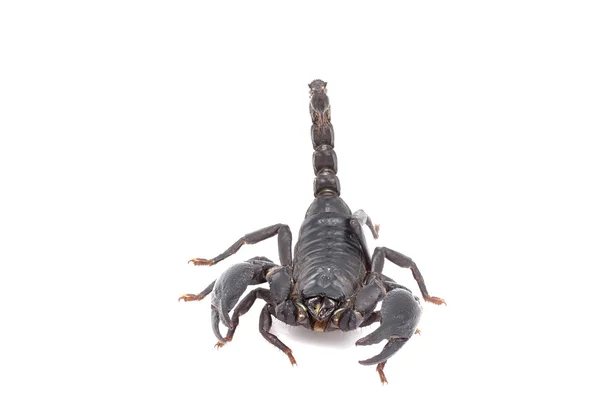 Heterometrus Longimanus Powrotem Skorpiona Skorpion Cesarski Pandinus Imperator Scorpion Izolować — Zdjęcie stockowe