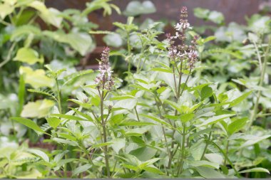 taze fesleğen çiçek bitki Bahçe