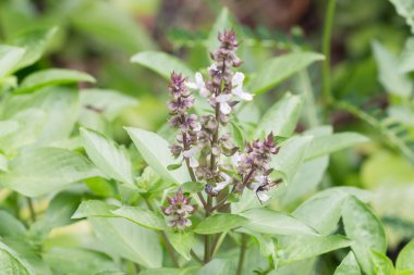 taze fesleğen çiçek bitki Bahçe