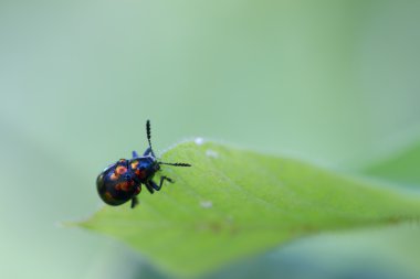 Renkli Böcek Dinleniyor Yaprağın üzerinde, Böcek.