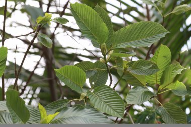 Kratom (Mitragyna speciosa) Mitragynin. Uyuşturucu ve Narkotik