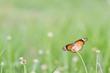 Kelebeği çiçeğe yakın tut. Düğmeler. Meksikalı papatya. Kral Kelebeği.