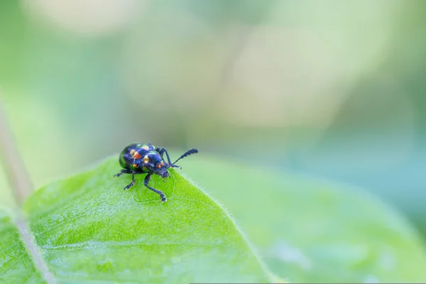 Descanso Colorido Del Insecto Hoja Insecto — Foto de Stock