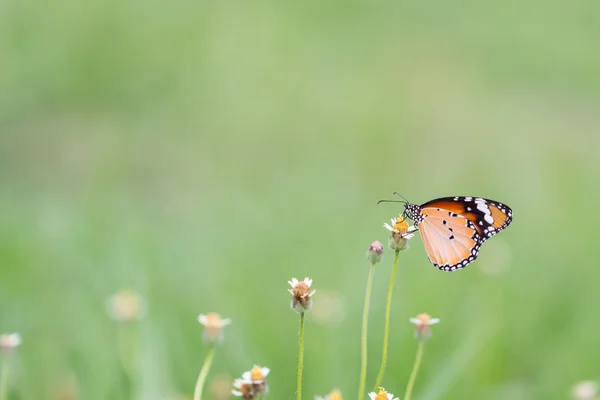 Close Butterfly Flower Coatbuttons Mexican Daisy Monarch Butterfly — Stock Photo, Image