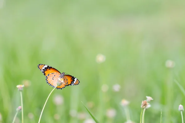 Close Butterfly Flower Coatbuttons Mexican Daisy Monarch Butterfly — Stock Photo, Image