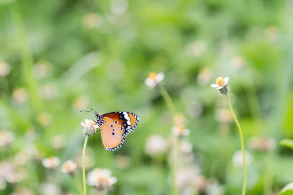 Fermer Papillon Sur Fleur Boutons Manteau Marguerite Mexicaine Papillon Monarque — Photo