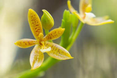 Güzel yabani çiçek orkidesi, Staurochilus fasciatus
