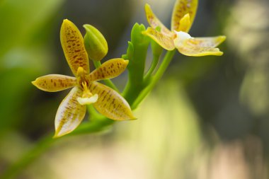Güzel yabani çiçek orkidesi, Staurochilus fasciatus