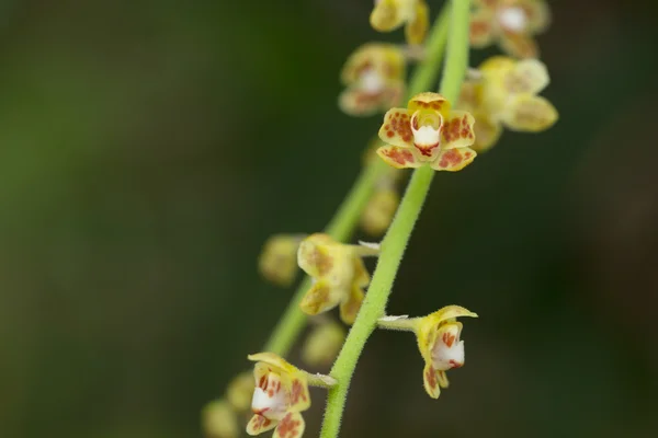 Gyönyörű Vadvirág Orchidea Chiloschista — Stock Fotó