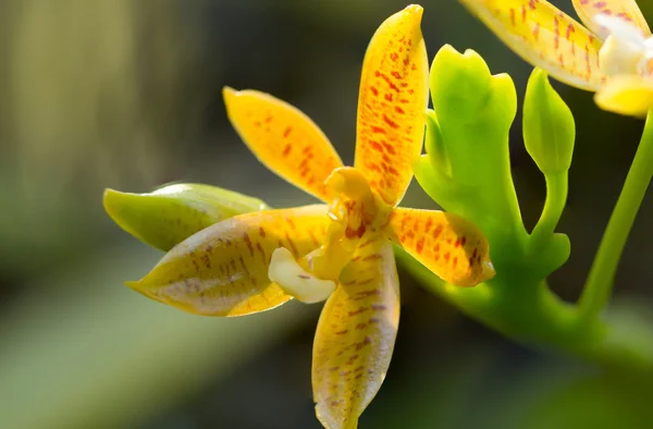 Vacker Vild Blomma Orkidé Staurochilus Fasciatus — Stockfoto