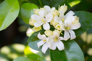 Turuncu Jessamine, Murraya panikliyor