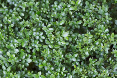 güzel çitin deseni ve dokusu