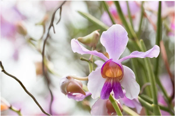 Belle Orchidée Fleurs Sauvages Vanda Teres Syn Papilionanthe Teres Espèces — Photo