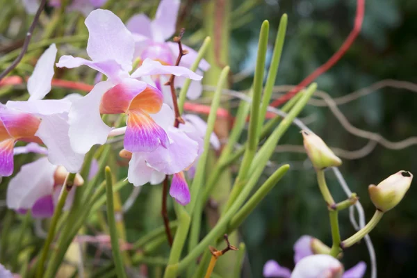 Belle Orchidée Fleurs Sauvages Vanda Teres Syn Papilionanthe Teres Espèces — Photo