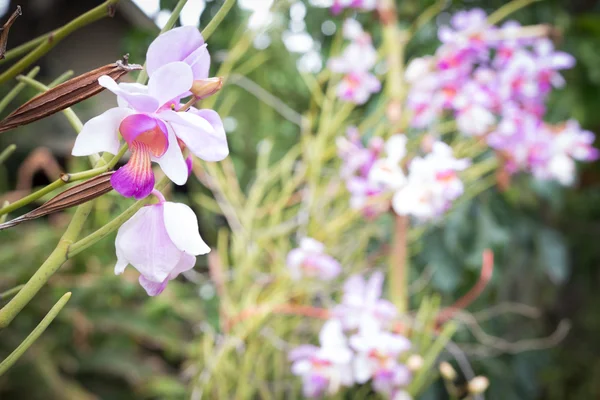 Hermosa Orquídea Flores Silvestres Vanda Teres Syn Papilionanthe Teres Especies — Foto de Stock